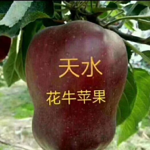 甘谷县 天水花牛苹果