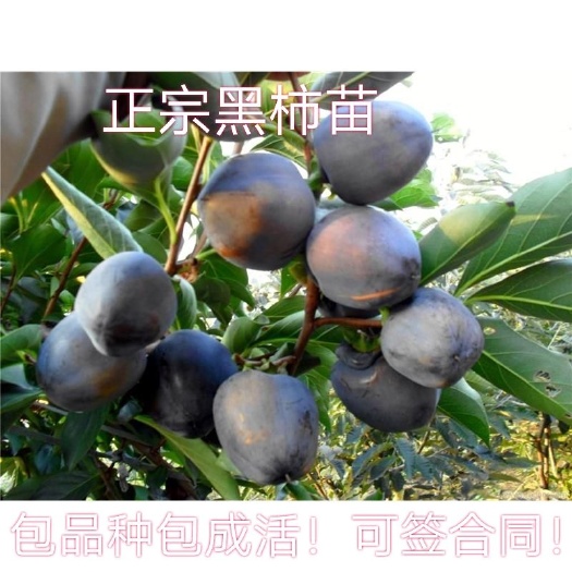 平邑县黑柿苗