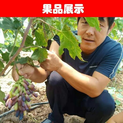 绛县 蓝宝石葡萄苗大苗当年结果爬藤南方阳光玫瑰葡萄苗北方种植品种