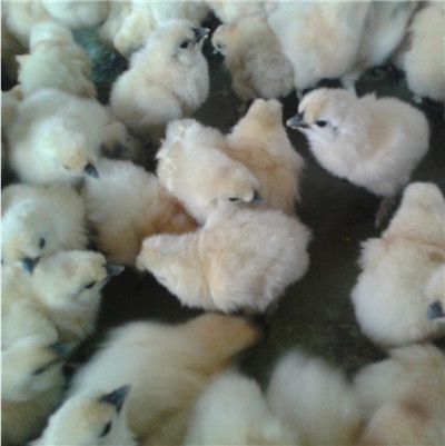 昆明乌骨鸡苗  白凤乌骨鸡鸡苗 云南贵州四川