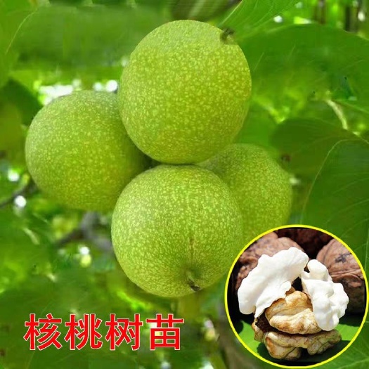 平邑县香玲核桃苗 香玲核桃嫁接苗南北适应种植包成活包种植技术