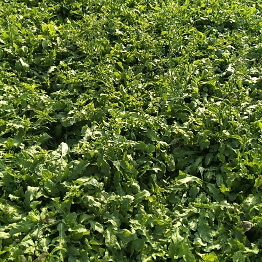 虞城县 大叶荠菜