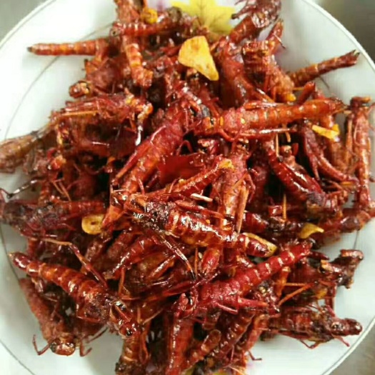 寻甸县 优质活体蚂蚱