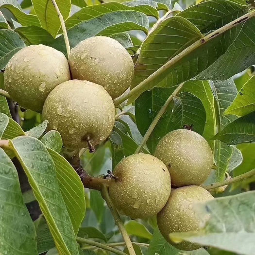 瑞丽市山核桃  核桃