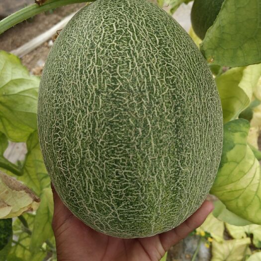夏邑县西州蜜25号 3斤以上