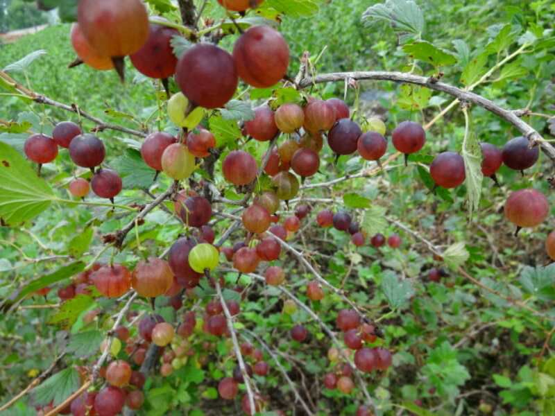 白山灯笼果苗 醋栗  鹅莓 果树30-40cm  基地直供