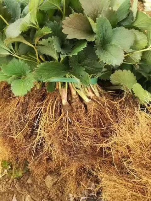 泰安 2019草莓苗报价