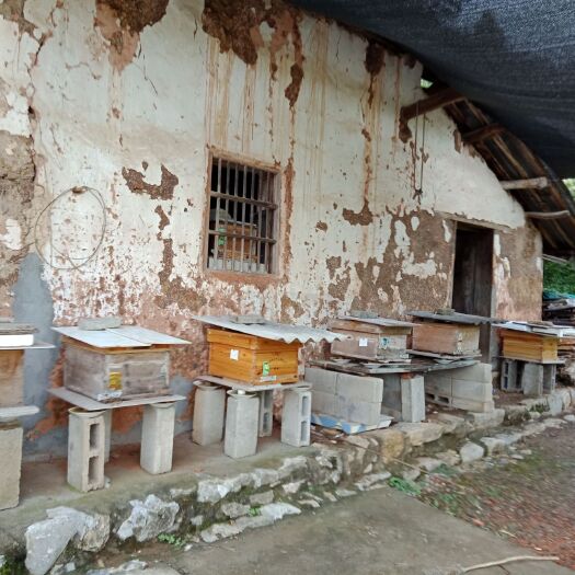 宜昌土蜂蜜 正宗土蜂密，一年只取两次密