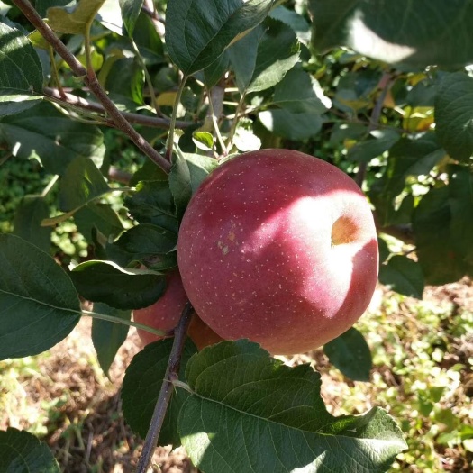 盐源县 大凉山盐源糖心苹果