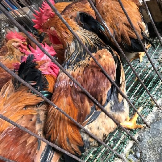 南宁 K9麻黄鸡苗