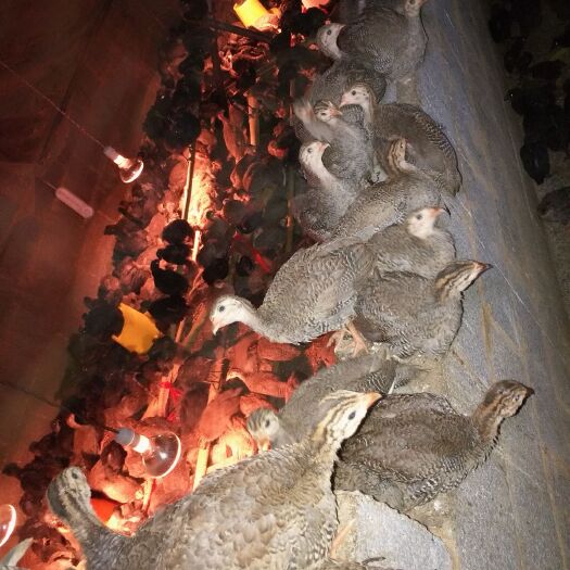 贵阳珍珠鸡苗 散养珍珠鸡，肉质很好，非常鲜美的肉质。