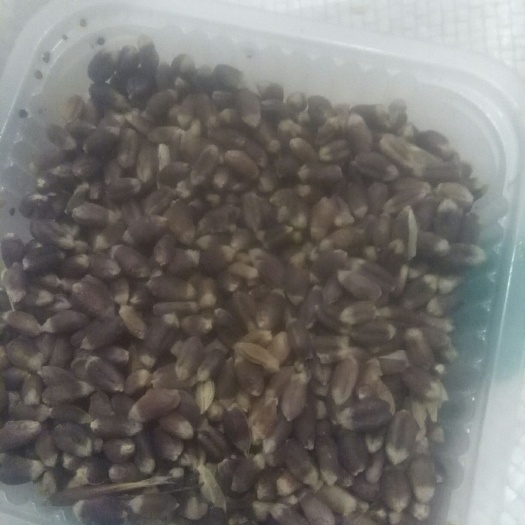 扶风县黑小麦