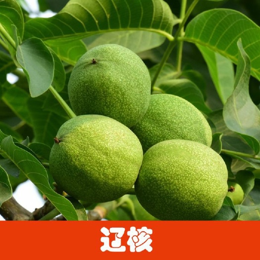 芮城县 核桃树苗纸皮核桃苗新疆纸皮薄皮核桃果树苗包邮壳薄如纸