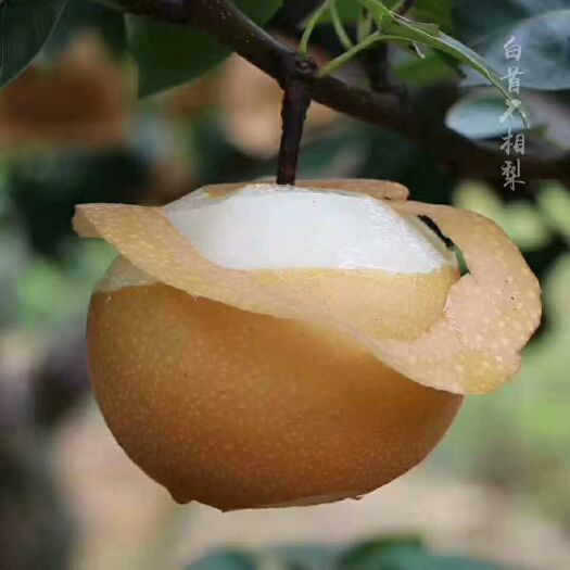 麻阳县金秋梨脆甜皮薄，单个200克起