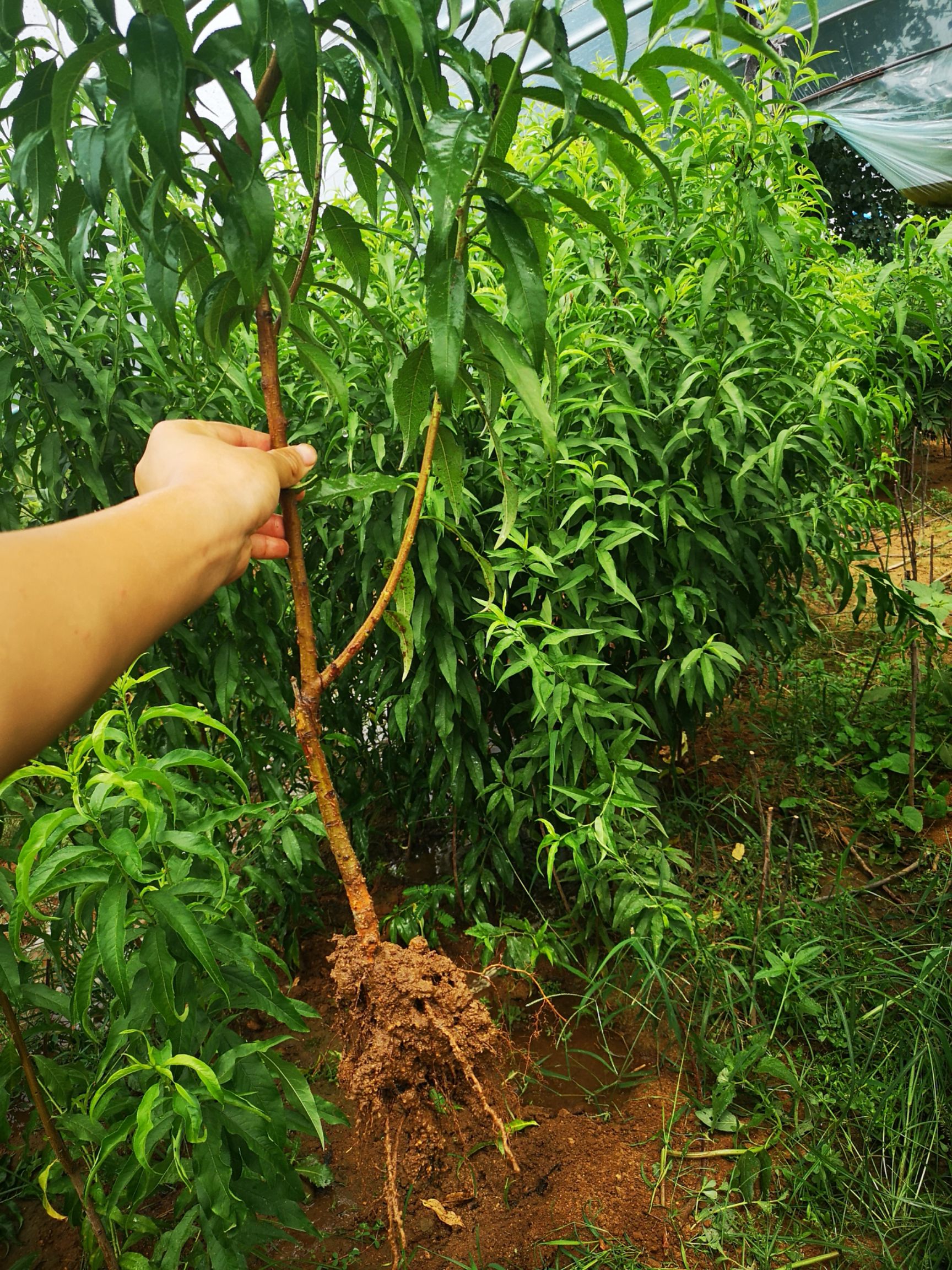 水蜜桃苗 桃树苗现挖发货当年结果量大优惠 南方北方种植包邮