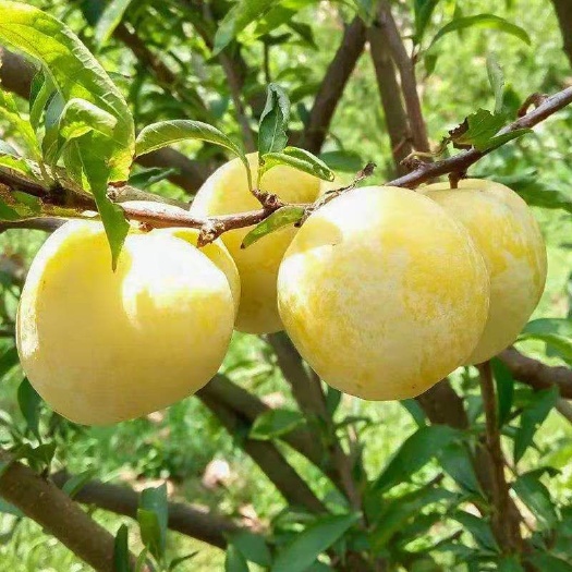 平邑县蜂糖李树苗 蜂糖李子苗   果实含糖量19%  蜂蜜味