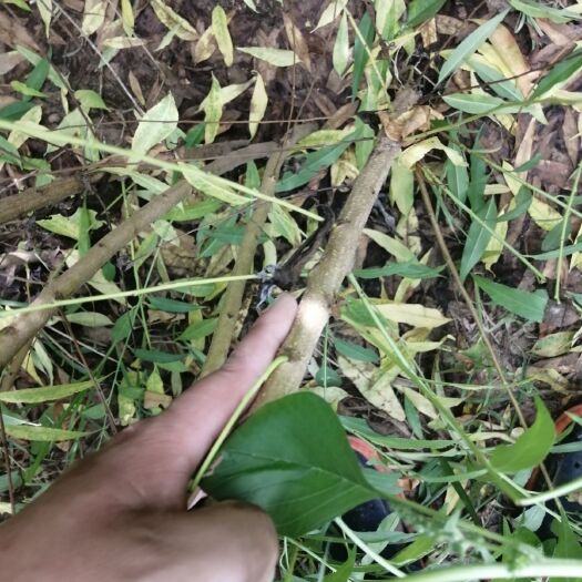 广宗县 毛桃树苗