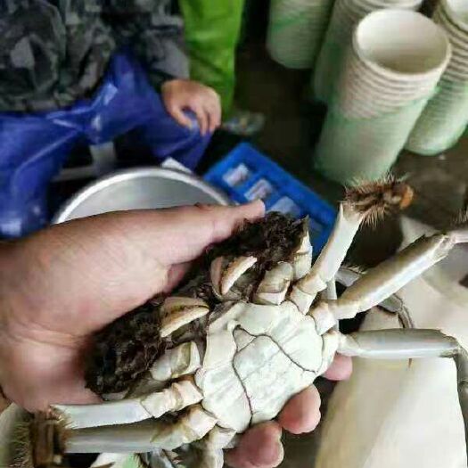 淮安 大闸蟹