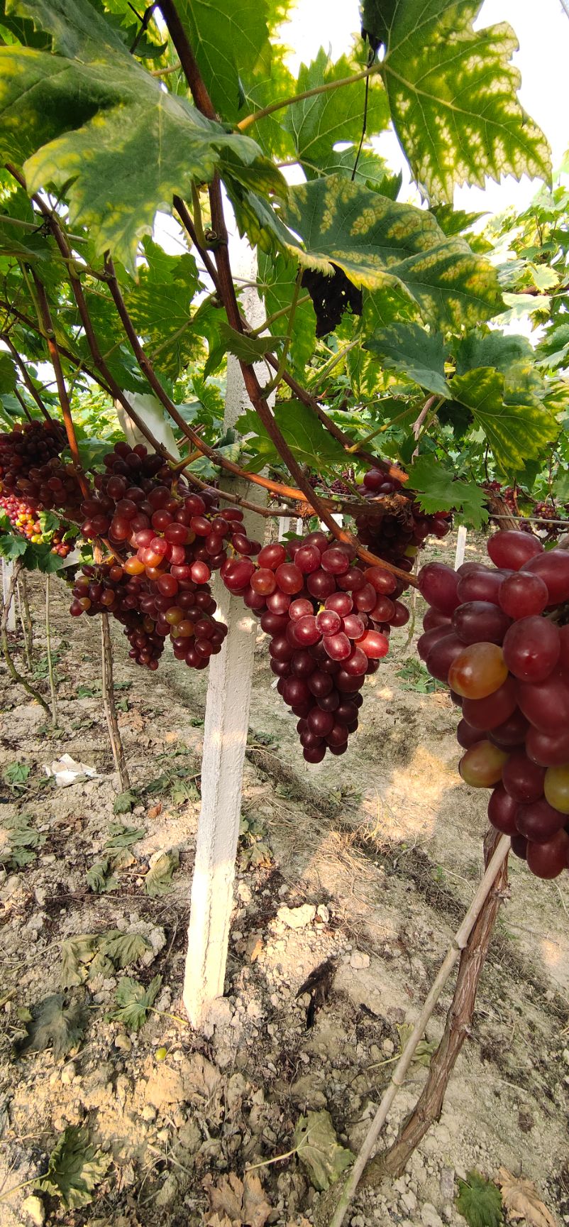 温克葡萄 温克红提，第一年果，果大口感好，