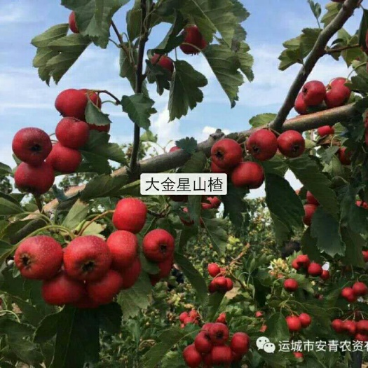 绛县大绵球山楂 3 - 5克