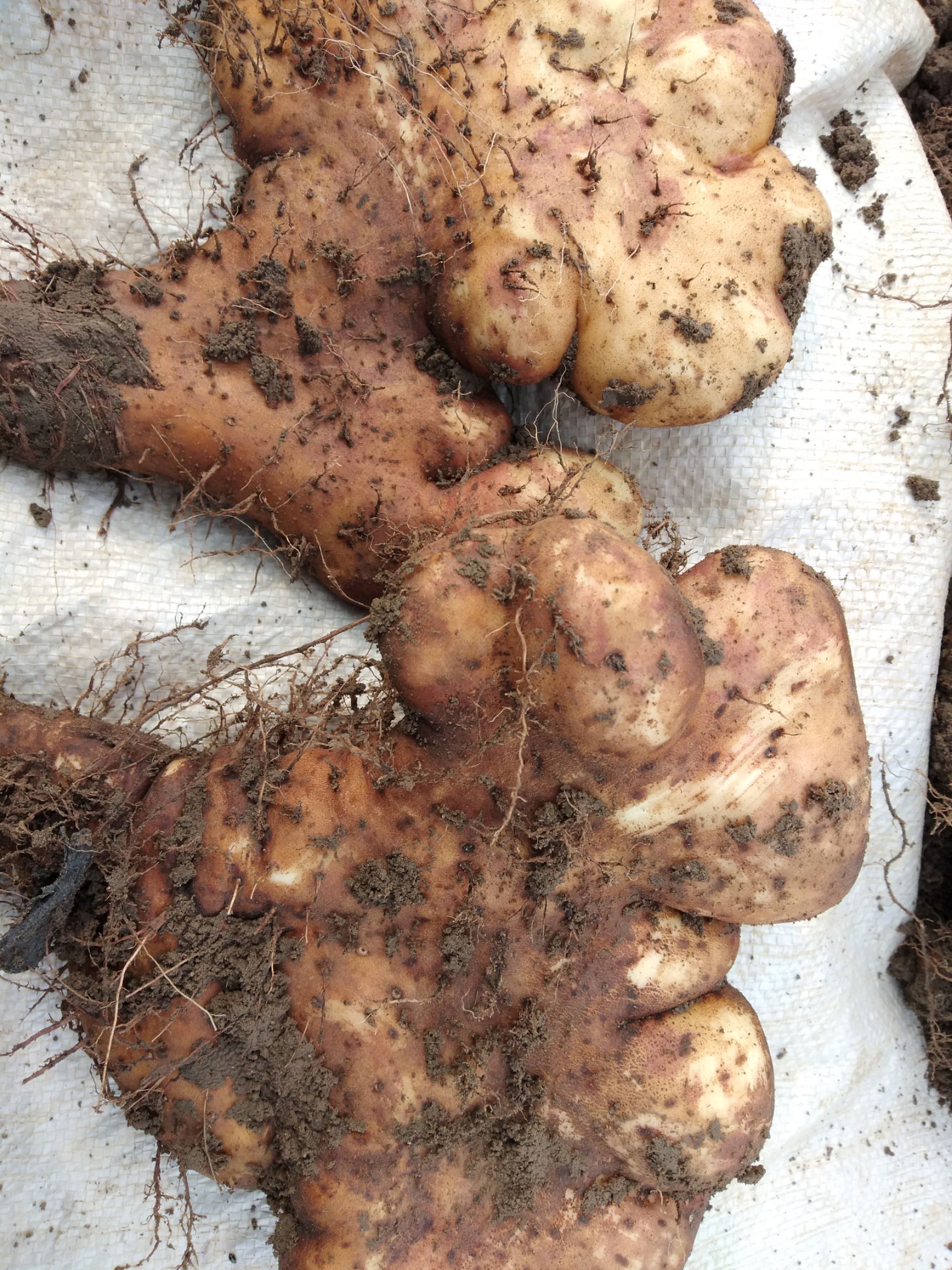  灵芝山药即将上市，欢迎新老客户光临，预定。