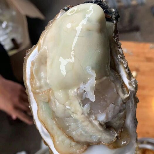 乳山市乳山牡蛎 乳山生蚝，1-2两大量有货，产地直发，批发零售，冷链直达。