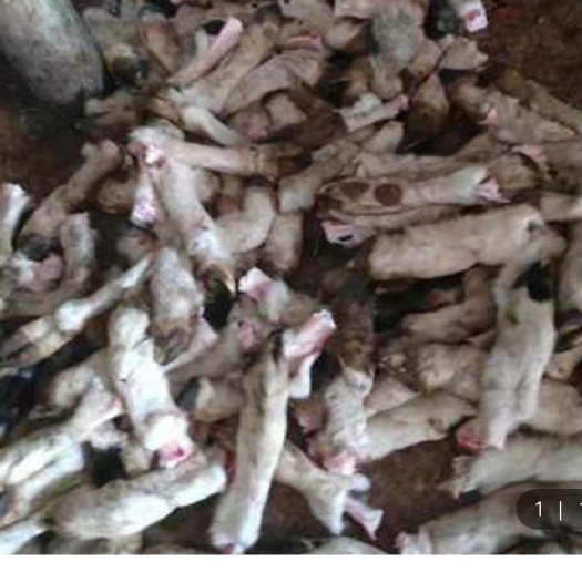 皋兰县羊蹄 毛蹄