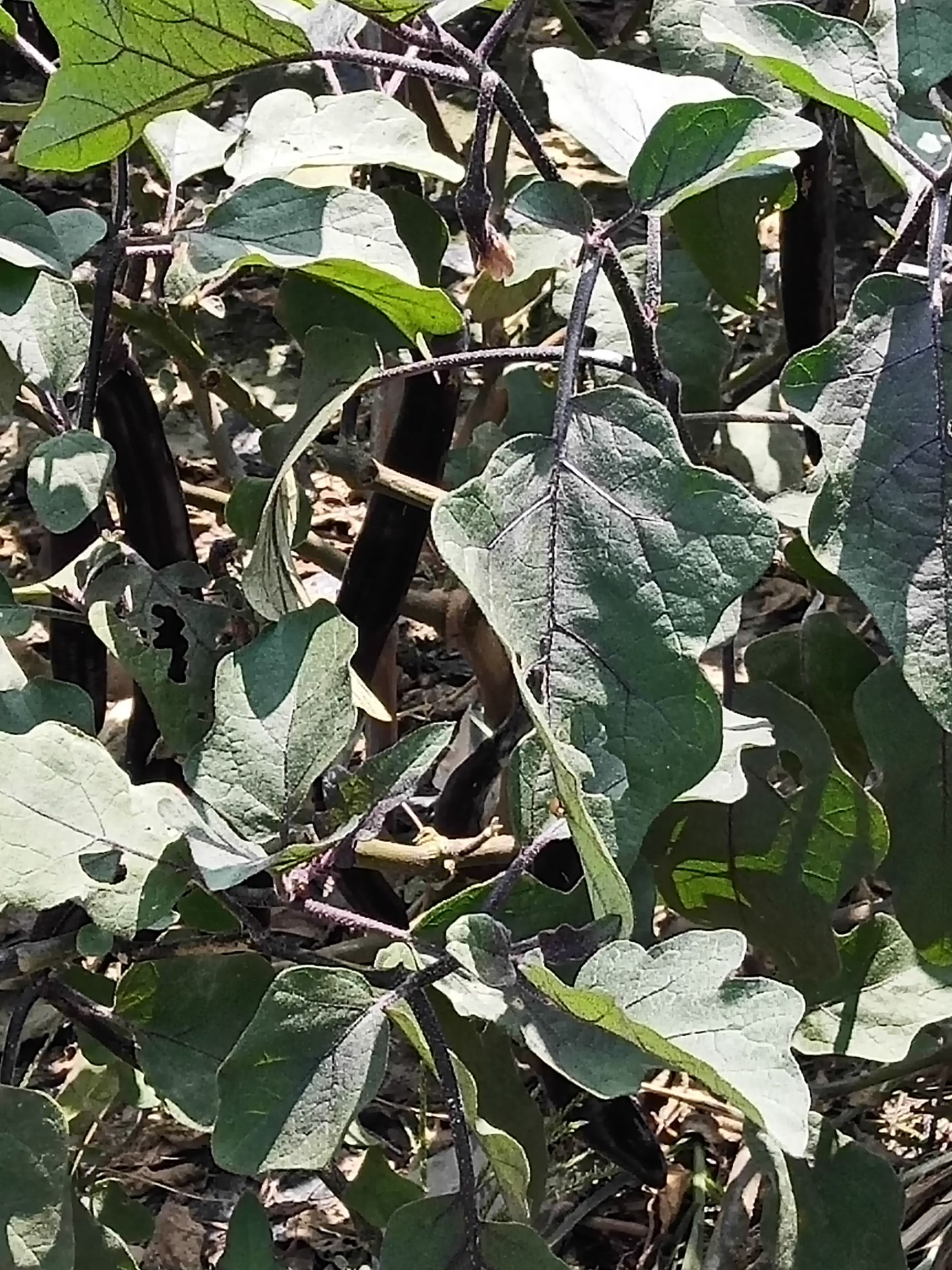  大量供应线茄