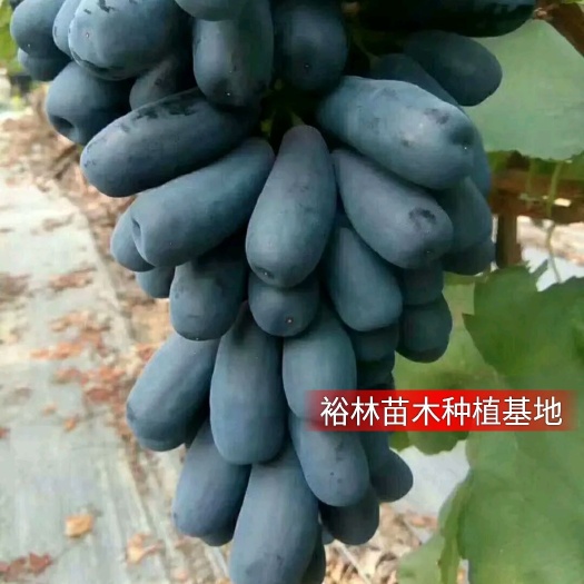 平邑县嫁接甜蜜蓝宝石葡萄苗保质量保品种保成活率根细发达