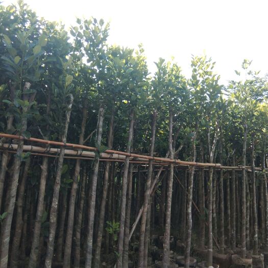 揭阳海南菠萝蜜苗 出售5-18公分光棍、骨架菠萝蜜