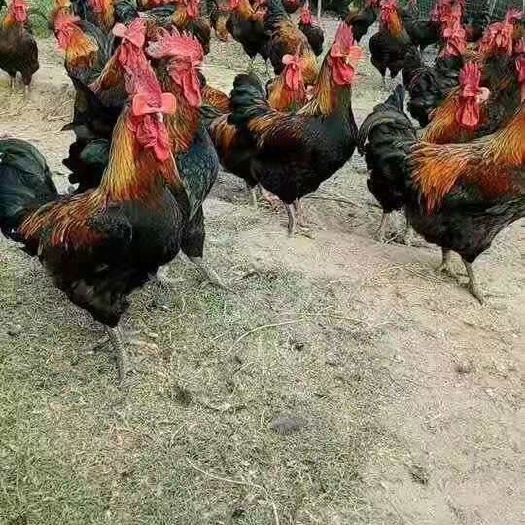 南宁 黑凤鸡苗