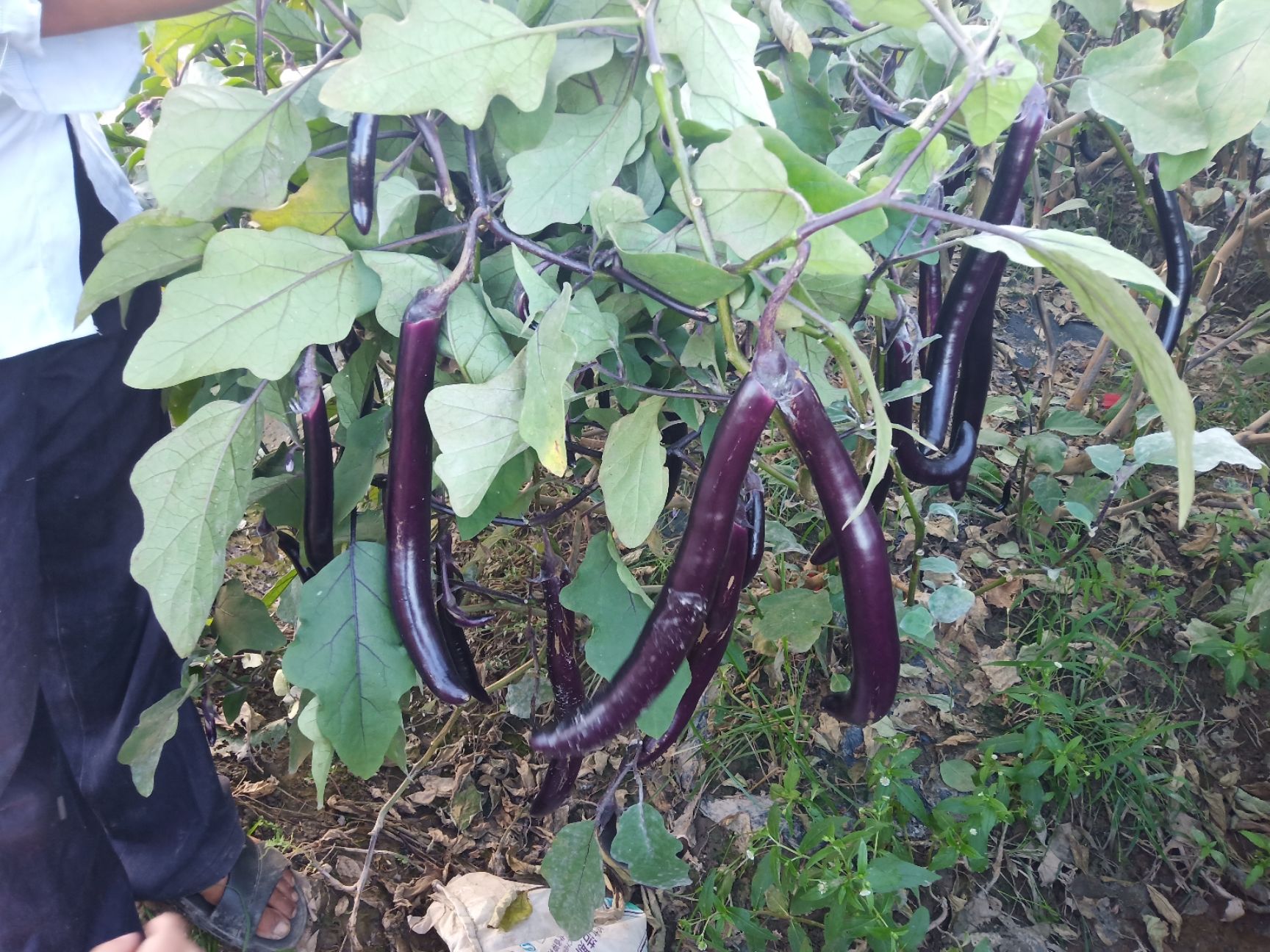  大量供应线茄
