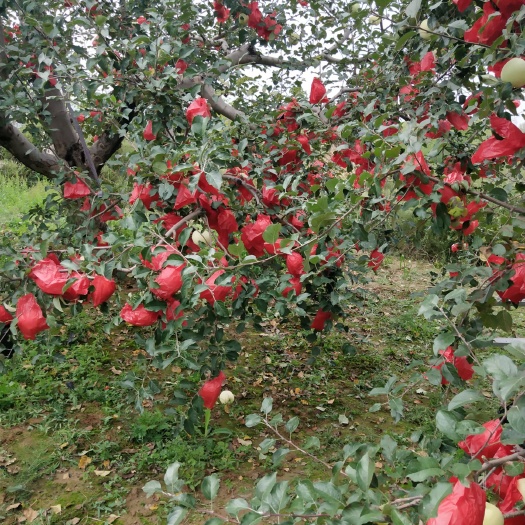 合水县 苹果