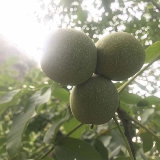 临县 核桃季节
