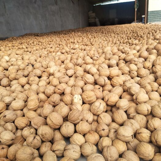 阿克苏市 自家种植185纸皮核桃，无任何掺杂新二，新枣丰等杂核桃