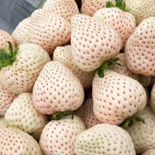 肥城市小白草莓苗 10~20公分 地栽苗