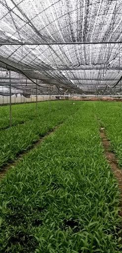 玉龙县 紫花三叉白芨苗，基地发货，包成活，提供种植技术