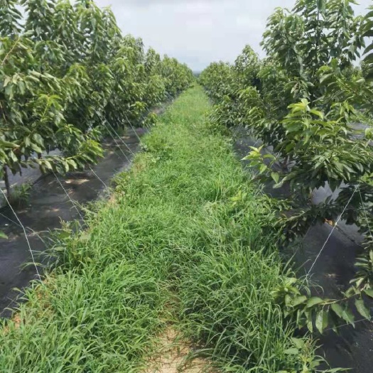 德州 防草布 园艺地布，塑料膜。除草地膜 地布