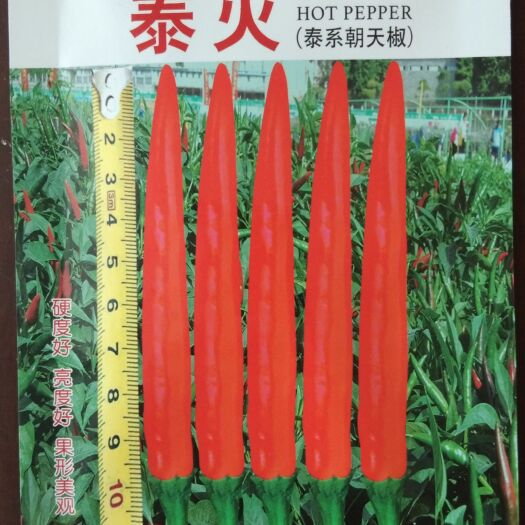 绵阳 泰系杂交朝天椒种子（泰国）