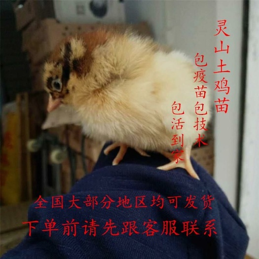 昆明 桂香土鸡苗 包打疫苗  假一赔十