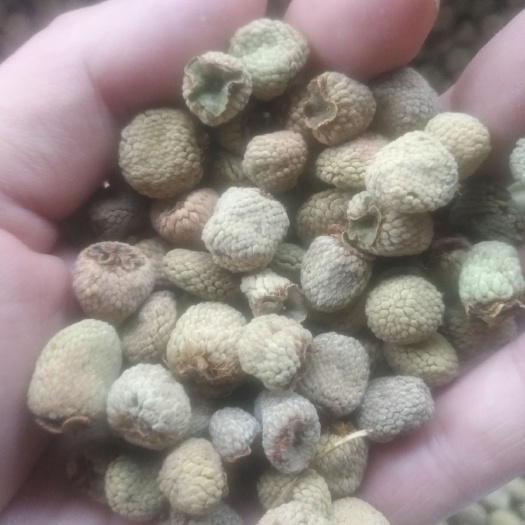 覆盆子，可以泡茶泡酒喝，3斤以上部分包邮，量大价优