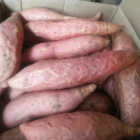  烟薯25沙地种植糖化甜心蜜薯烤地瓜一件代发