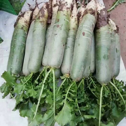 潍坊水果萝卜，每天大量供应，价格便宜，装车全免
