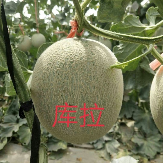 昌乐县新疆哈蜜瓜 瓜好量大