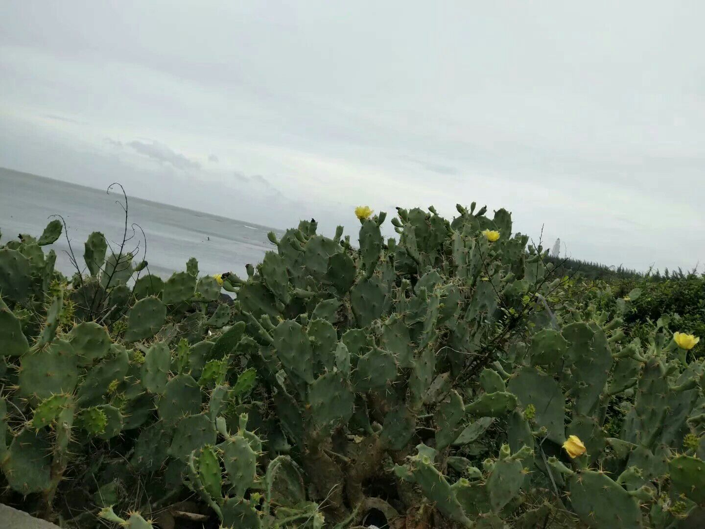 海南火山海岸省级地质公园地标产品
火山岩仙人掌果