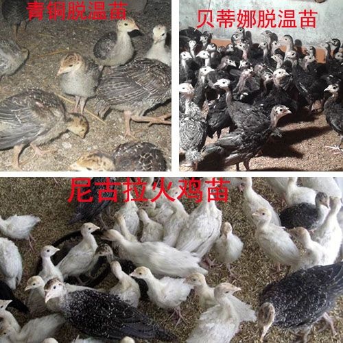 商河县火鸡苗 火鸡脱温苗活体活苗苗大型青铜贝蒂娜尼古拉巨型