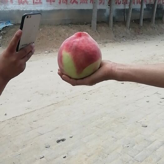馆陶县日本甜蜜桃 口感好离糊桃