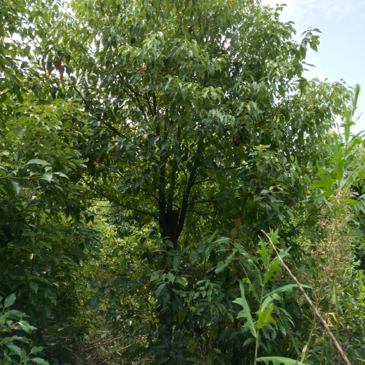 沙洋县 香樟各种规格，广玉兰，朴树，三角枫，栾树……各类绿化乔木
