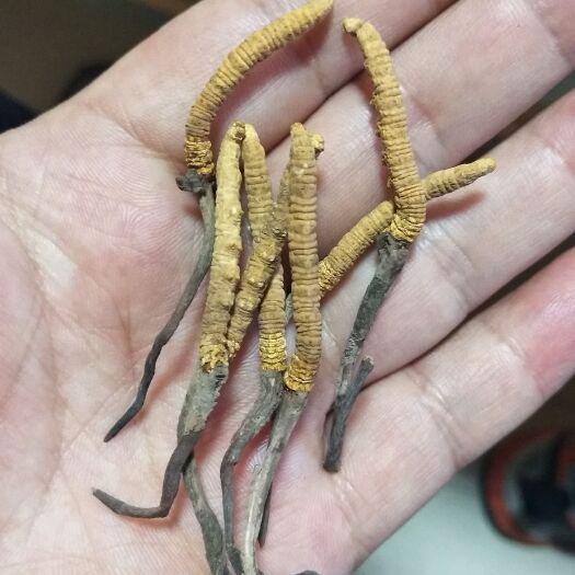 西宁 青海玉树冬虫夏草促销5根1克