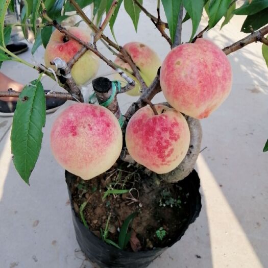 平邑县中华寿桃桃树苗 盆栽中华寿桃